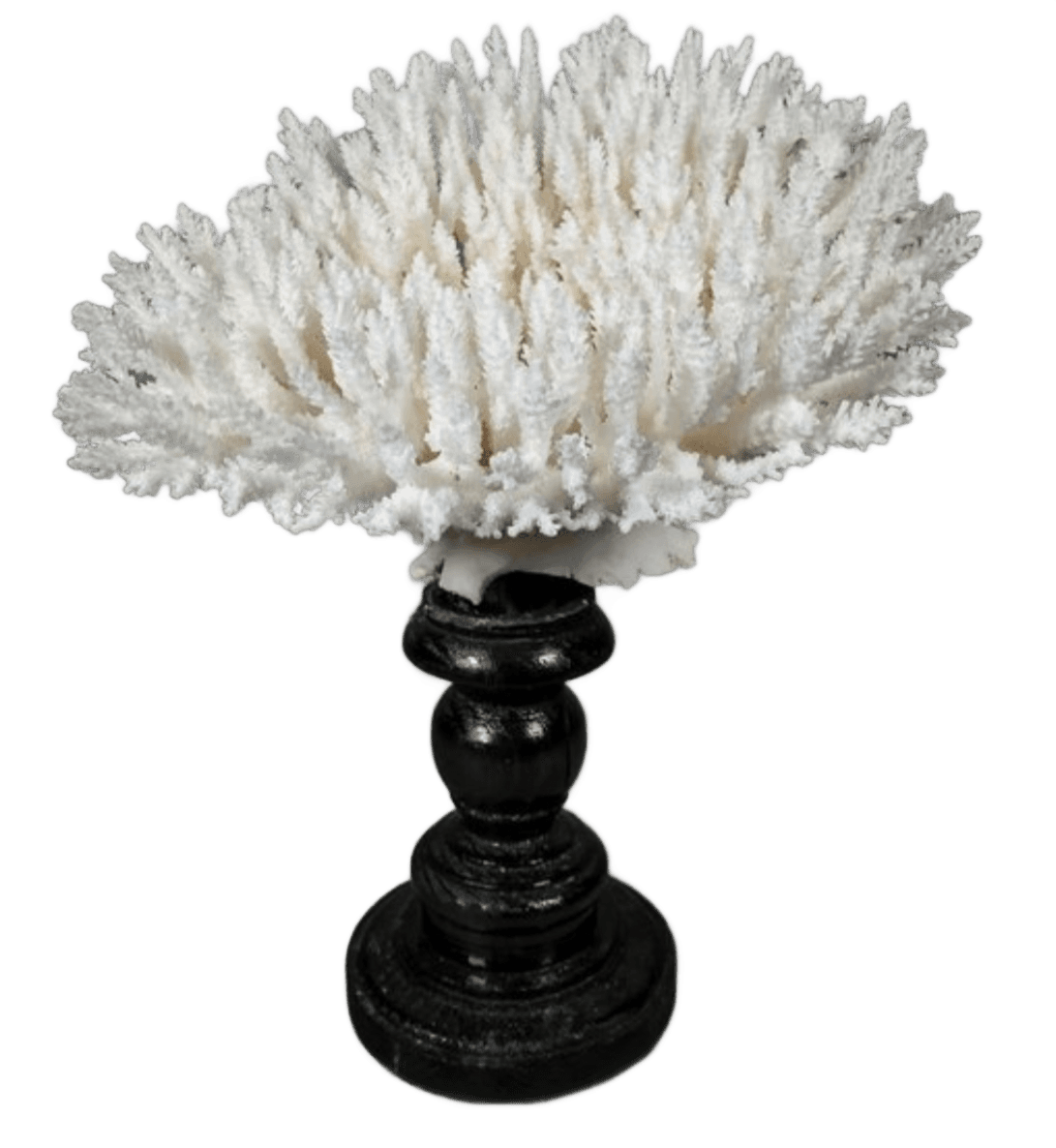Corail blanc des Iles Salomon sur socle en bois